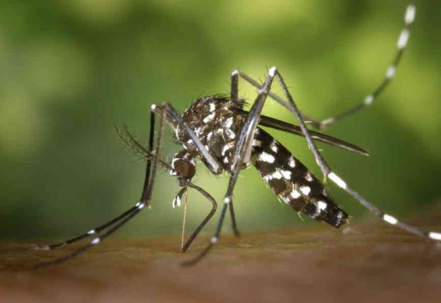 #CHACO Confirmaron dos casos de Chikungunya en Las Breñas … y la vacuna Zorro?