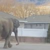Elefanta en fuga, Viola desata el caos vehicular en las calles de Montana