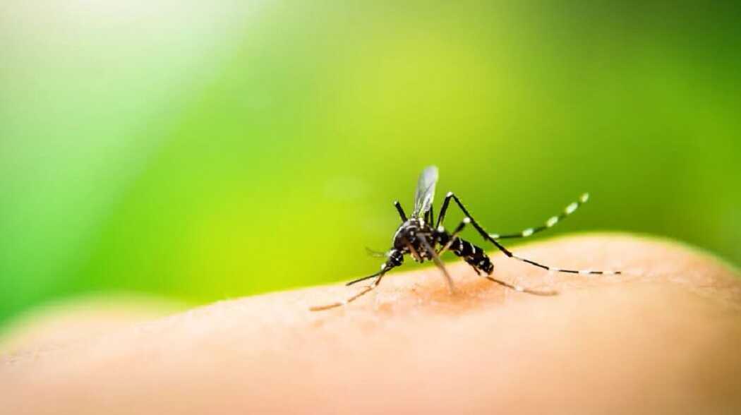 Una especialista en epidemiología anticipó por qué hay una invasión de mosquitos en el AMBA a pesar del frío