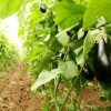 Qué tener en cuenta sobre buenas prácticas agrícolas en la producción de hortalizas